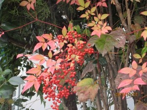 IMG_1810
