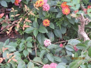 IMG_1812