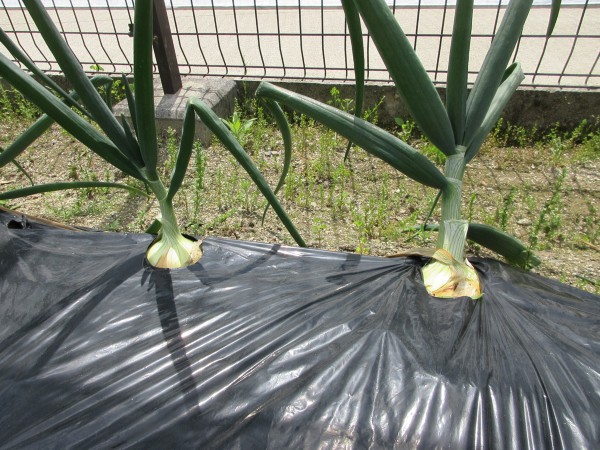Sukusuku Farm