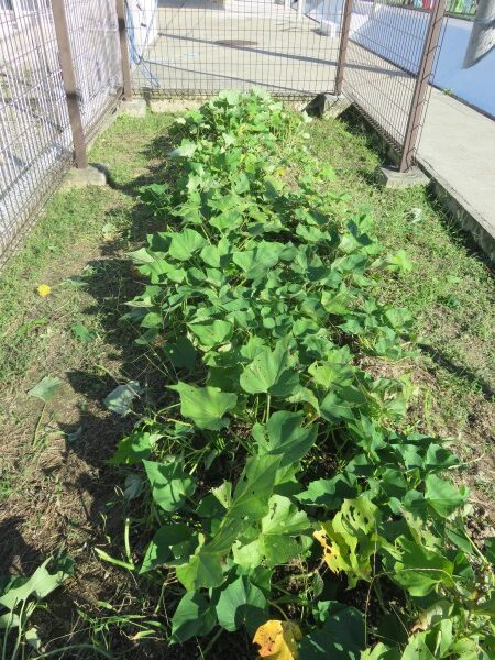 Suku-Suku Farm